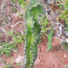 Foto de un cactus que se está identificando actualmente