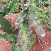 Foto de un cactus que se está identificando actualmente