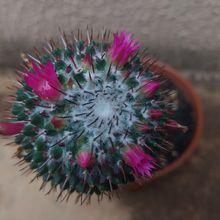 Una foto de Mammillaria polythele ssp polythele