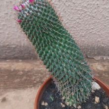 Una foto de Mammillaria polythele ssp polythele