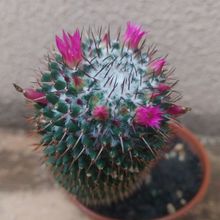 Una foto de Mammillaria polythele ssp polythele