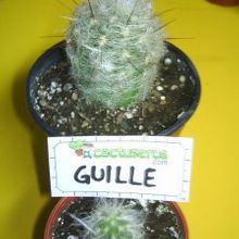 A photo of Oreocereus trollii