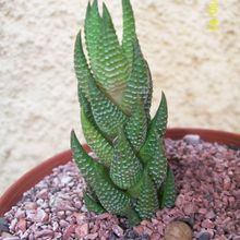 Una foto de Haworthia coarctata