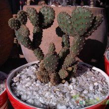 Una foto de Opuntia microdasys ssp. rufida fma. monstruosa