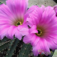A photo of Echinocereus berlandieri