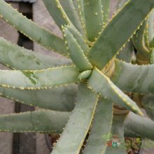 A photo of Aloe ramossisima