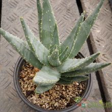 Una foto de Aloe dichotoma ssp. dichotoma