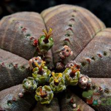 A photo of Euphorbia obesa