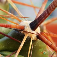 Ferocactus peninsulae var. townsendianus