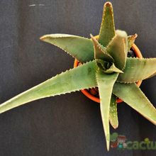 A photo of Aloe vera