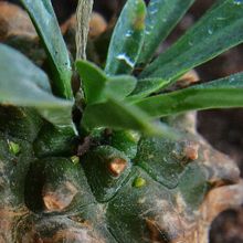 A photo of Euphorbia bupleurifolia x susannae
