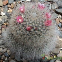 Una foto de Mammillaria bocasana ssp. bocasana