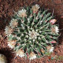 A photo of Mammillaria magnimamma