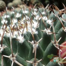 A photo of Mammillaria magnimamma
