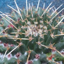 A photo of Mammillaria magnimamma