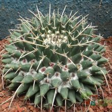 A photo of Mammillaria magnimamma