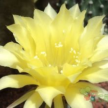A photo of Echinopsis cv. Shannons Gold