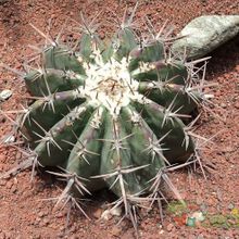 A photo of Echinocactus platyacanthus