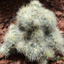 Una foto de Mammillaria prolifera ssp. haitiensis