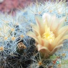 Una foto de Mammillaria prolifera ssp. haitiensis