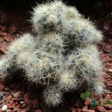Una foto de Mammillaria prolifera ssp. haitiensis