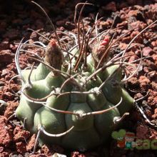 Una foto de Matucana madisoniorum