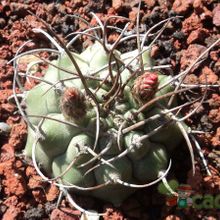 Una foto de Matucana madisoniorum