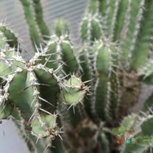 A photo of Euphorbia polyacantha