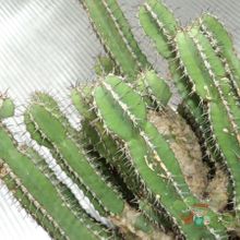 A photo of Euphorbia polyacantha