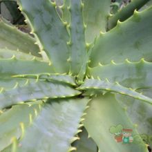 Una foto de Aloe arborescens