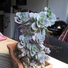 Una foto de Kalanchoe fedtschenkoi