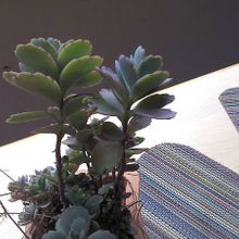 Una foto de Kalanchoe fedtschenkoi