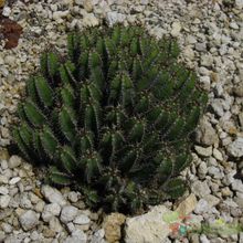 Una foto de Euphorbia polyacantha