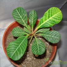 A photo of Euphorbia leuconeura