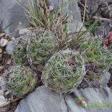 Una foto de Coryphantha pseudoechinus