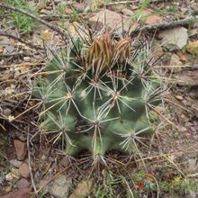 A photo of Coryphantha vaupeliana