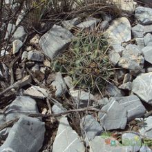 A photo of Coryphantha vaupeliana