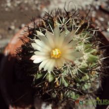 A photo of Coryphantha clavata ssp. stipitata