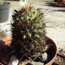 A photo of Coryphantha clavata ssp. stipitata