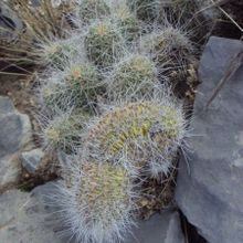 A photo of Echinocereus engelmannii fma. crestada