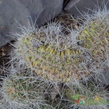 A photo of Echinocereus engelmannii fma. crestada