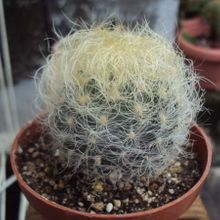 A photo of Eriosyce senilis