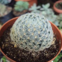 A photo of Mammillaria nana