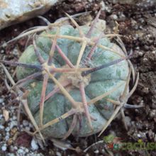 Una foto de Echinocactus horizonthalonius