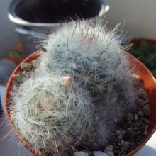A photo of Mammillaria glassii ssp. ascensionis