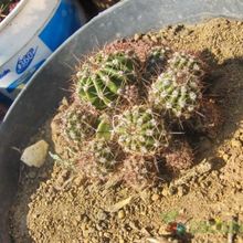 A photo of Echinopsis boyuibensis