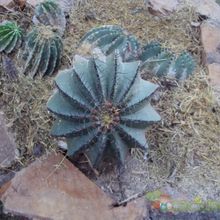 A photo of Ferocactus echidne