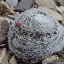 Una foto de Mammillaria lenta