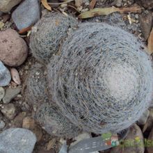 Una foto de Mammillaria lenta