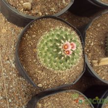 Una foto de Turbinicarpus saueri ssp. knuthianus